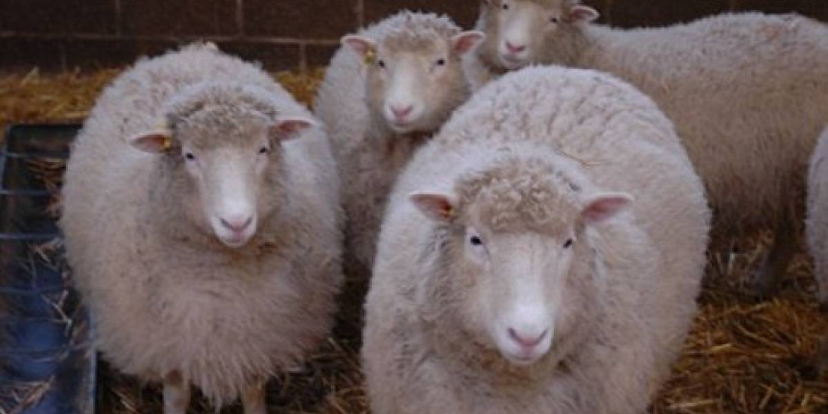 Oveja Dolly vuelve de la muerte con cuatro clones