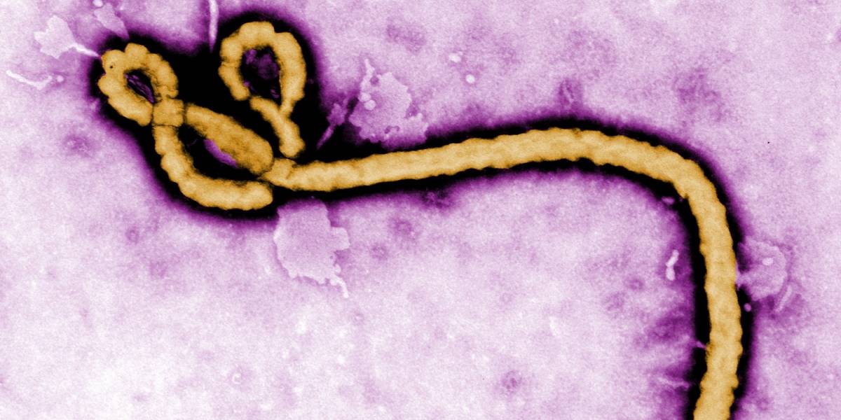 ¿Qué tan lejos estamos de hallar una cura para el ébola?