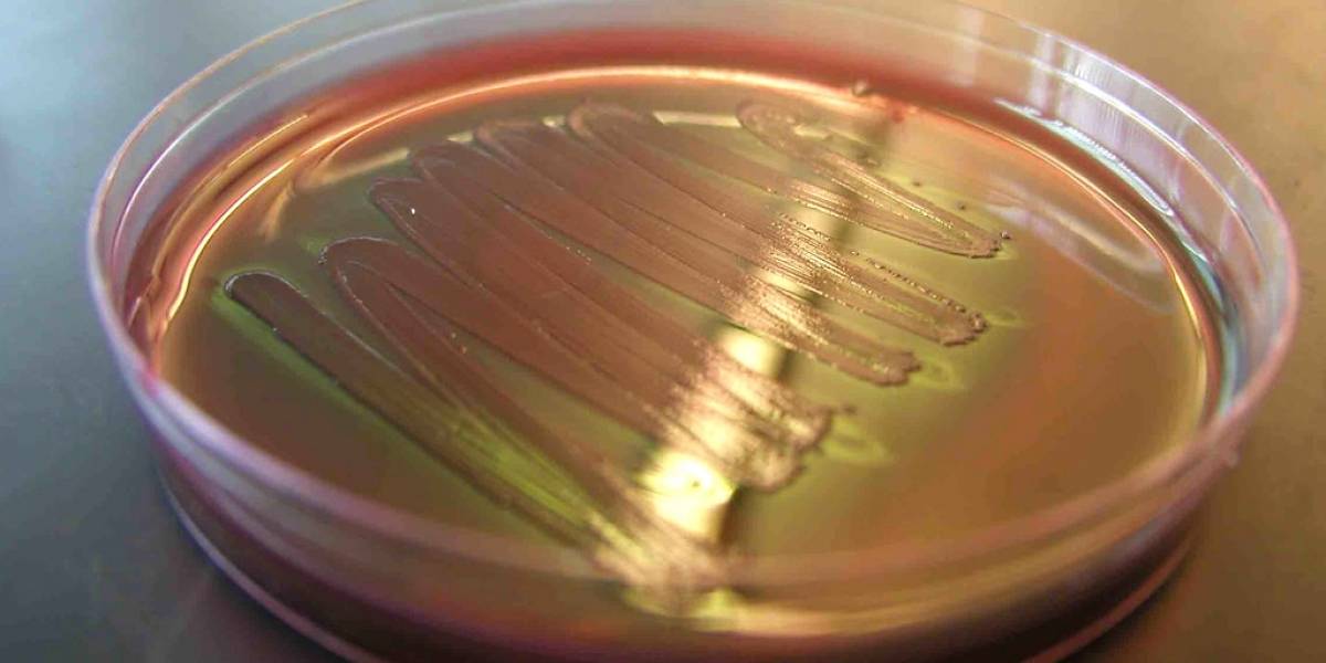 Estudiantes buscan crear bacteria que produzca polímeros elásticos biodegradables