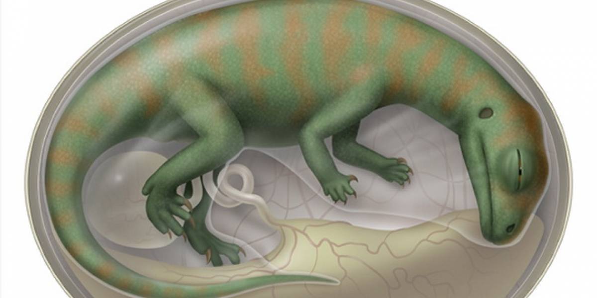 Localizan embriones de dinosaurio en China
