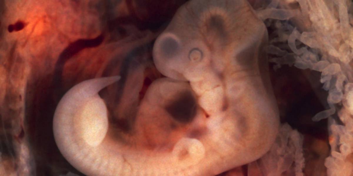 Genetistas de Reino Unido buscan permiso para modificar embriones humanos