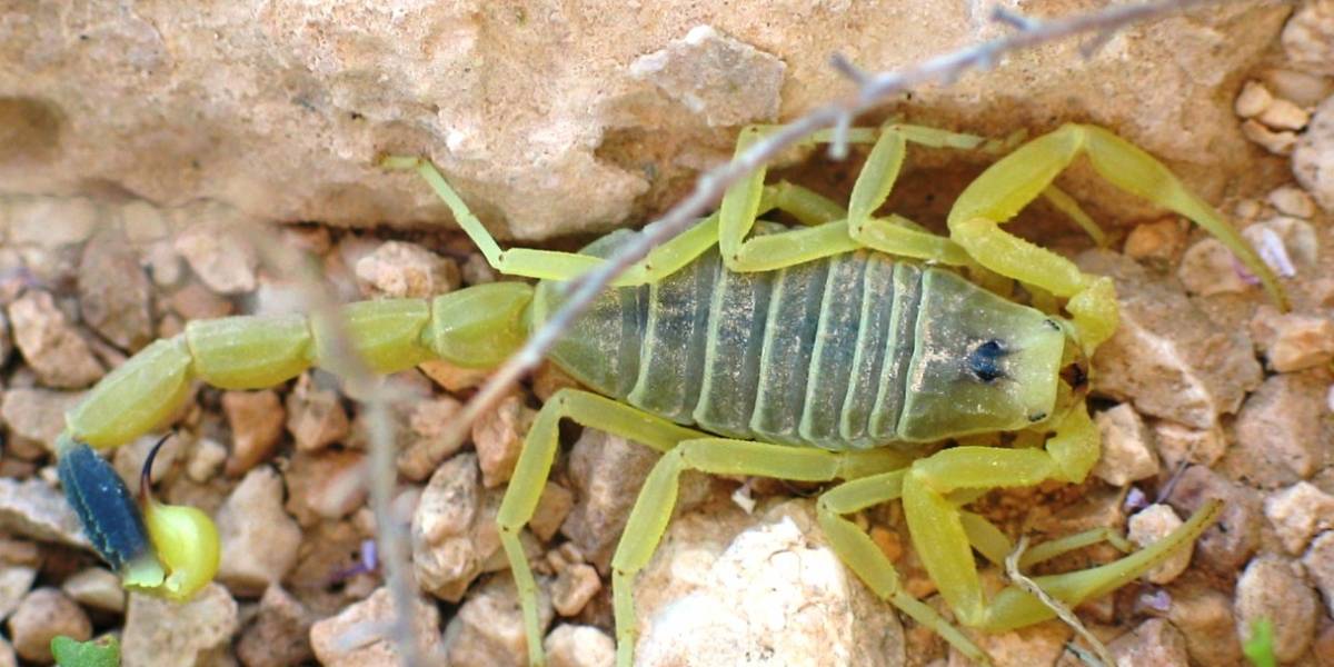 Ensayan en humanos una toxina del veneno de escorpión que ayuda a destruir tumores