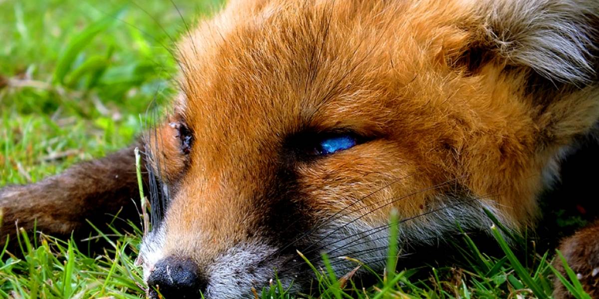 Firefox usará hasta 20% más de RAM por introducción del multiproceso