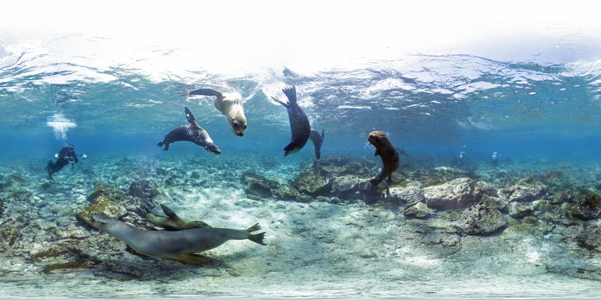 Sumérgete en la Gran Barrera de Coral desde tu casa