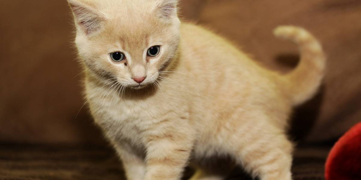 Empresa ofrece entrenar empleados usando gatitos por e-mail para que eviten el phishing