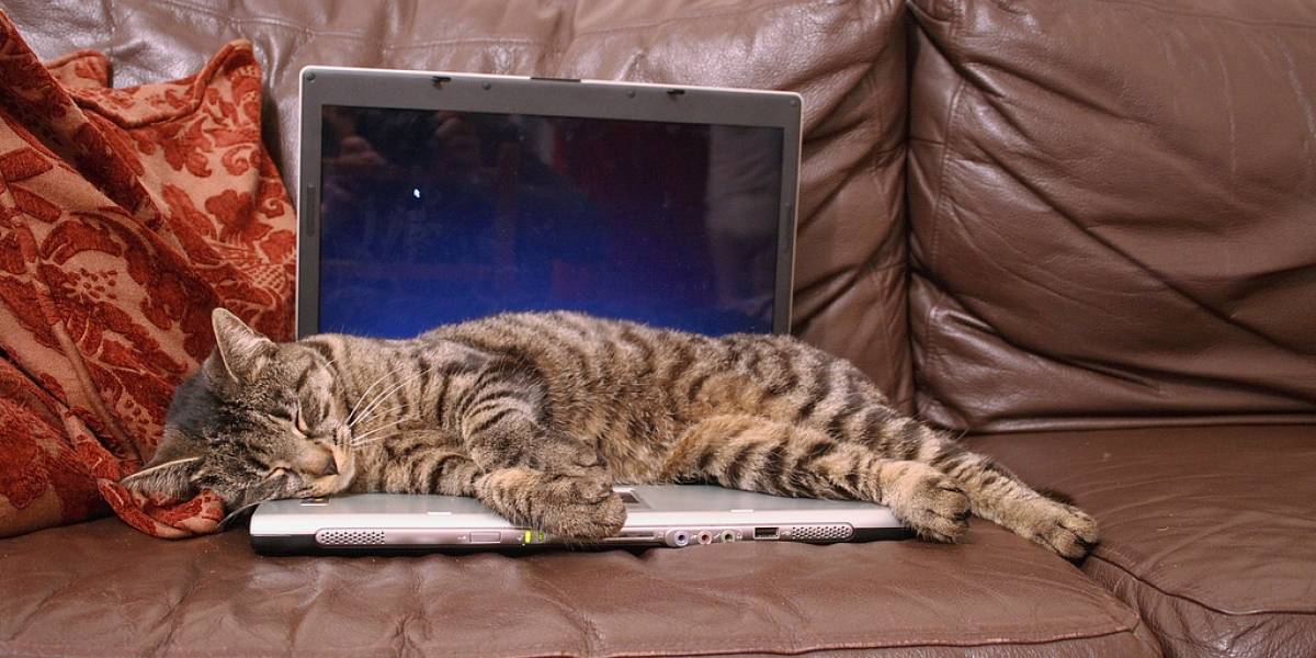 Usuarios alegan que un modelo de Dell "huele a pipí de gato"