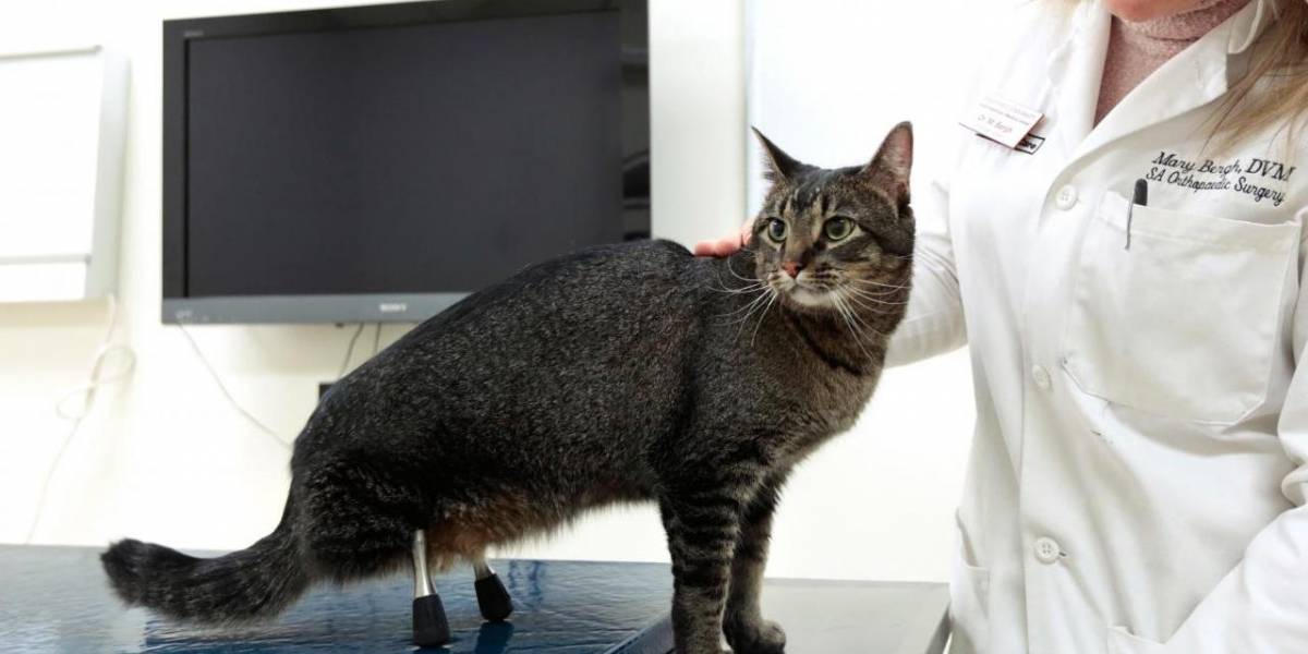 Este gato camina de nuevo gracias a sus piernas de titanio