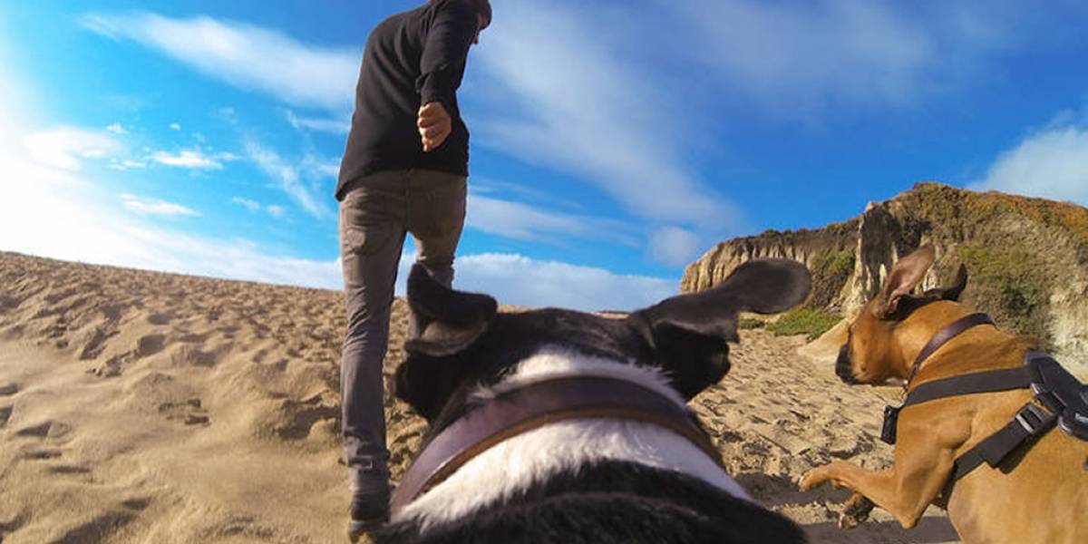 GoPro Fetch: Graba todo lo que ve tu perro