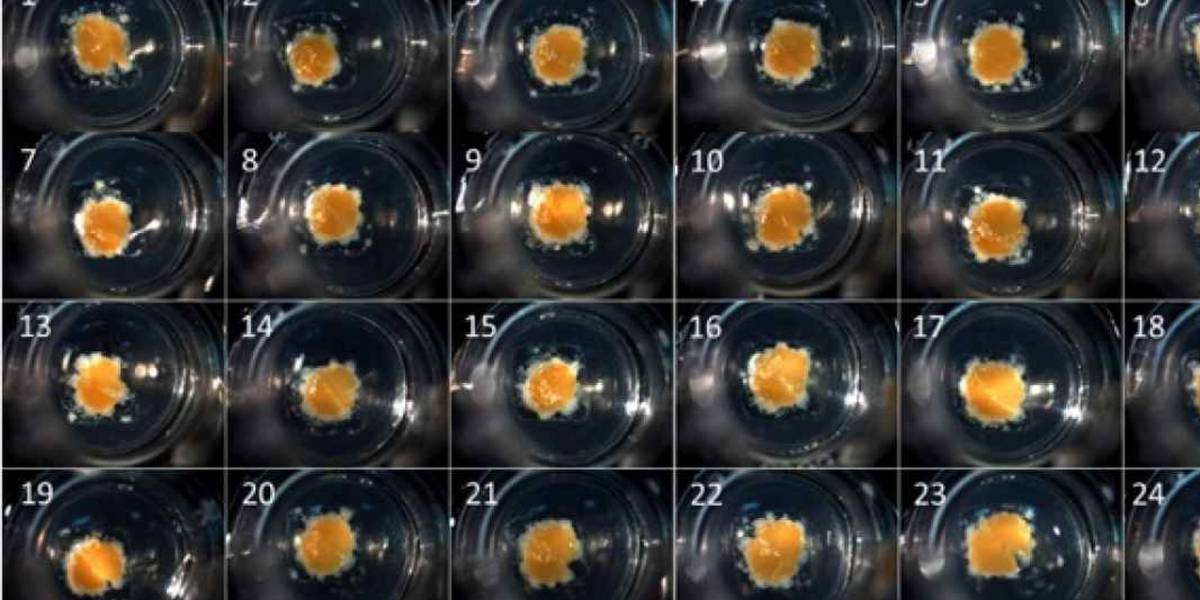 Ya es posible adquirir un hígado impreso en 3D