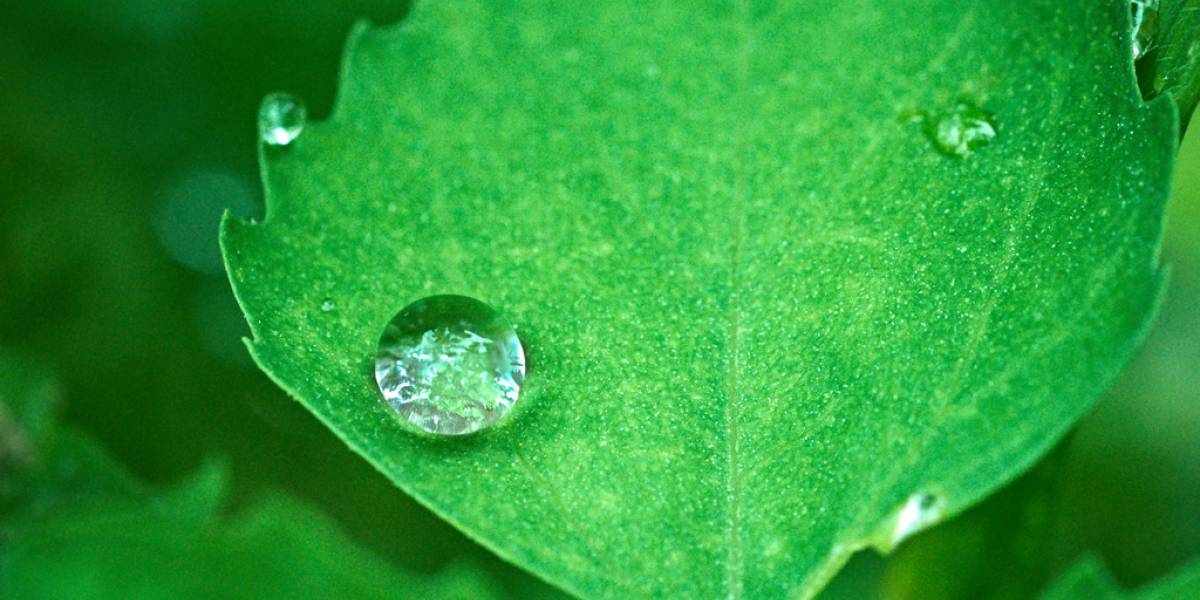 Netflix lanzará documental de naturaleza en 4K