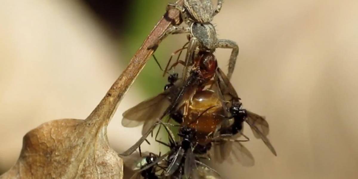 WTF?: Hormigas buscan aparearse con su reina moribunda