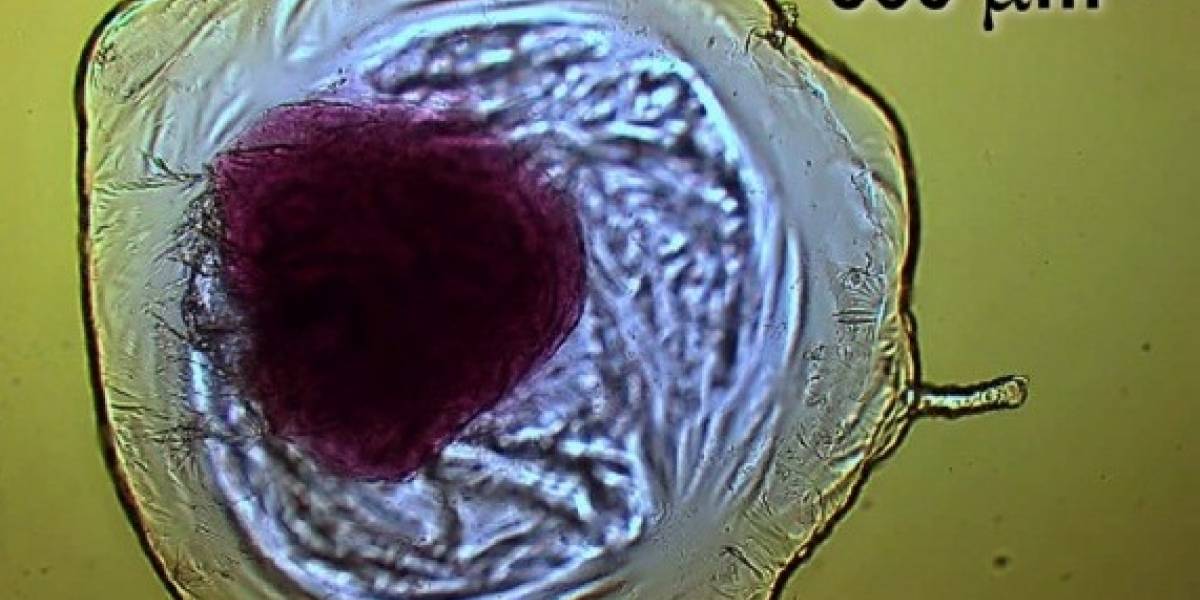 Esta célula es el primer paso hacia darle vida a la materia inorgánica