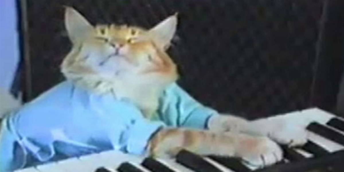Google X crea una red de computadores que aprendió a reconocer gatos sin que le enseñaran