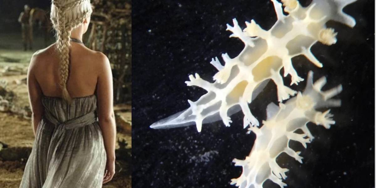 Bautizan a babosa marina como Tritonia Khaleesi por Game of Thrones