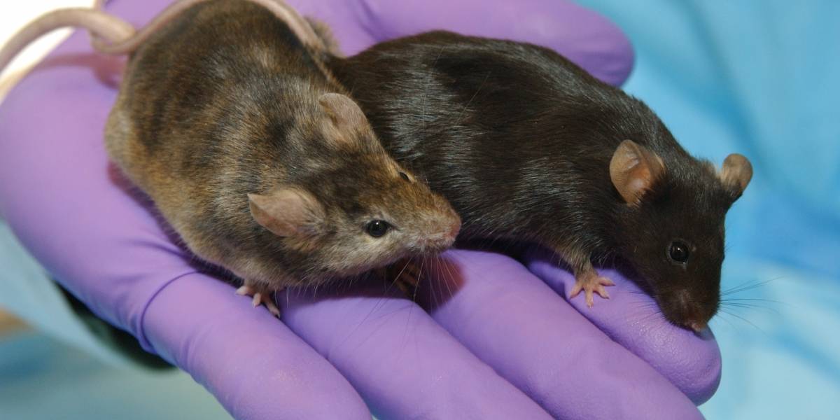 Científicos logran clonar un ratón desde una simple gota de sangre