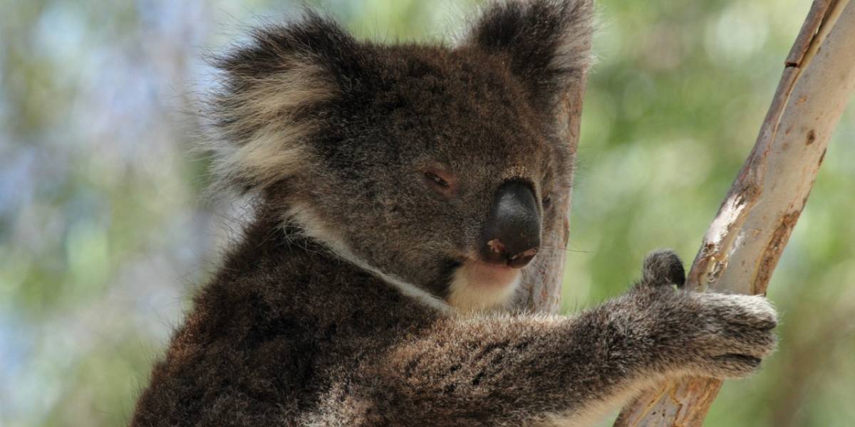 Australia quiere un impuesto para financiar la vigilancia en Internet
