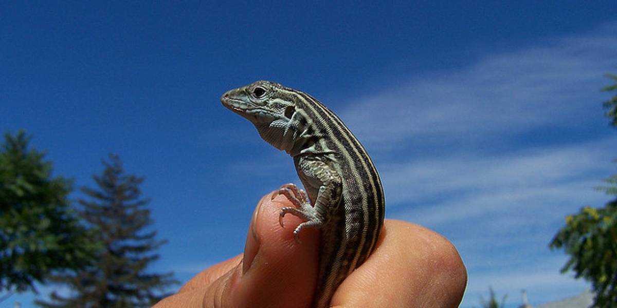 Científicos crean especie de lagartijas únicamente femeninas en laboratorio