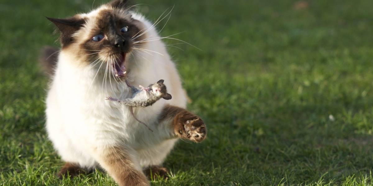 En Bélgica los usuarios de Twitter apoyan a la policía con tuits de gatitos