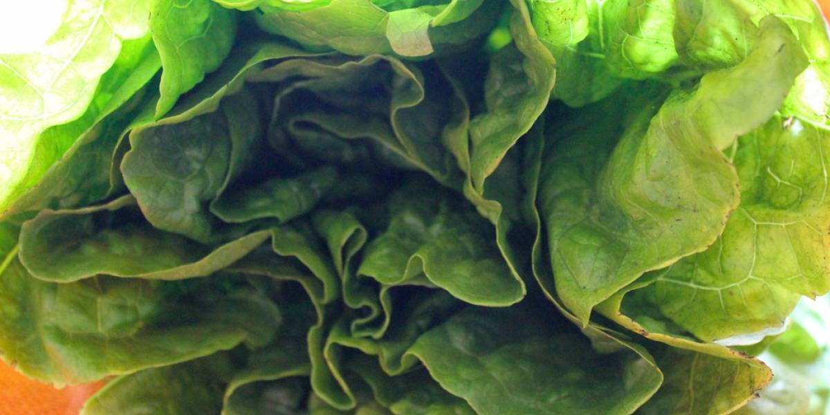 NASA intentará cultivar lechugas en el espacio
