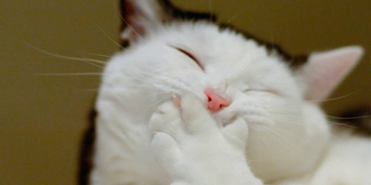 Twitter añade un nuevo idioma a su configuración: LOLCAT