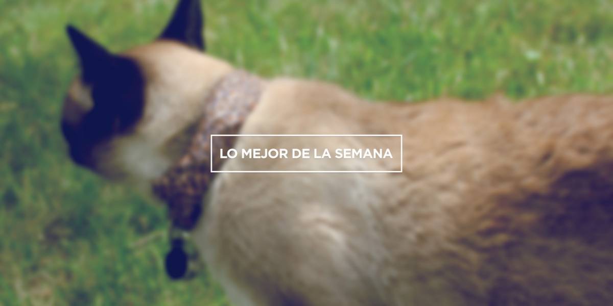 Lo mejor de la semana: gatos que roban Wi-Fi, pop-ups, USB, una brillante mente matemática y mucho más