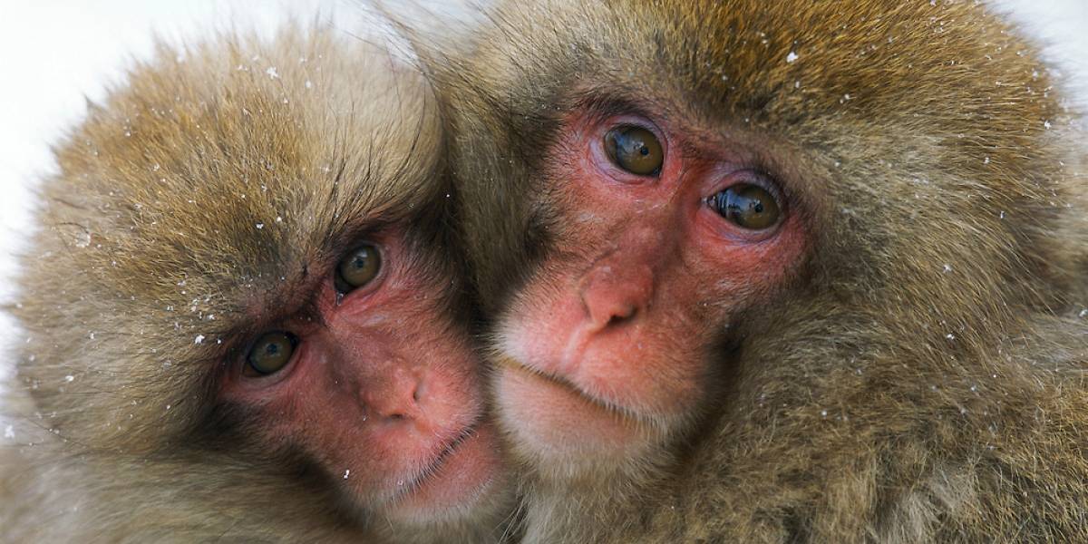 Los monos que viven junto a Fukushima tienen menos glóbulos rojos