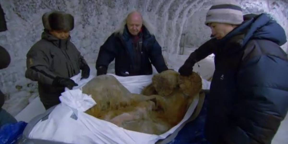 Rusia: Encuentran un mamut de 10 mil años en perfecto estado de conservación