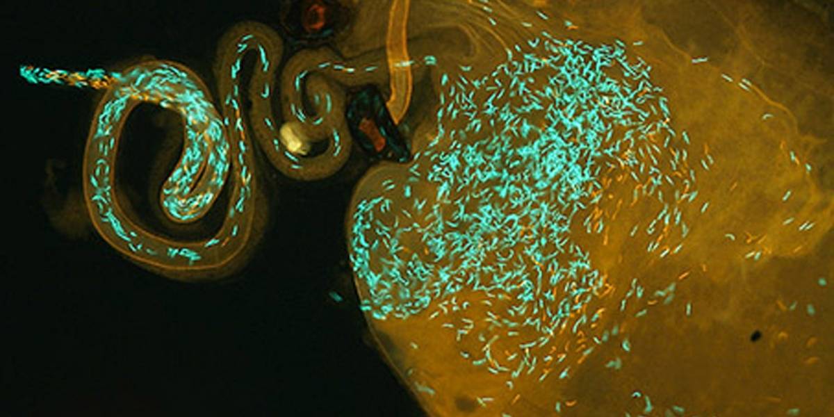 Espermatozoides que brillan en la oscuridad revelan misterios de la reproducción sexual