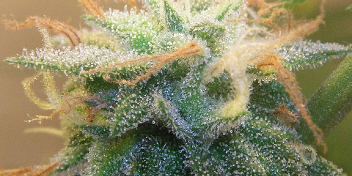 A lo Walter White: Científicos obtienen THC de levaduras