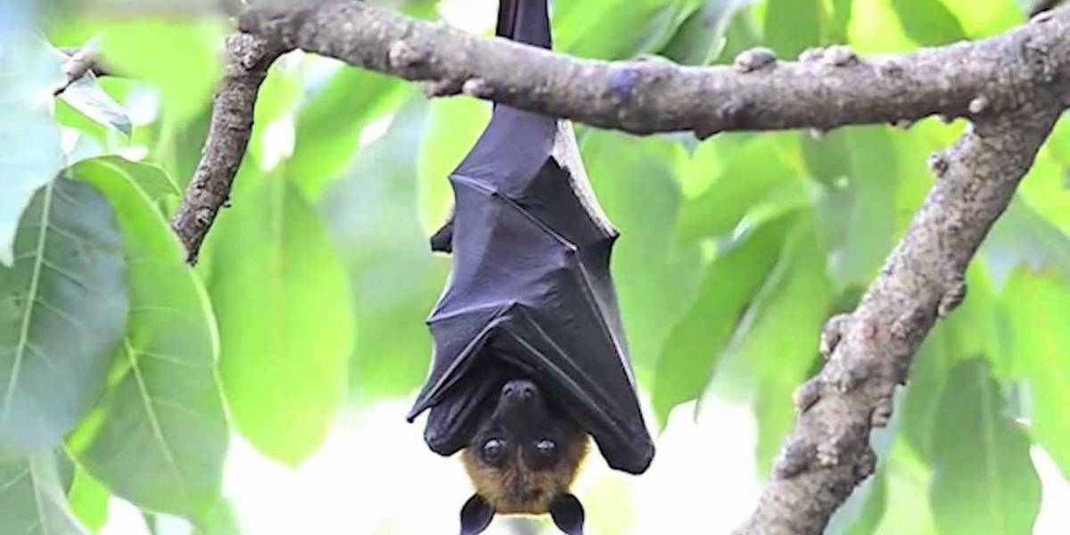 La epidemia del ébola comenzó con un árbol hueco, un niño y unos murciélagos