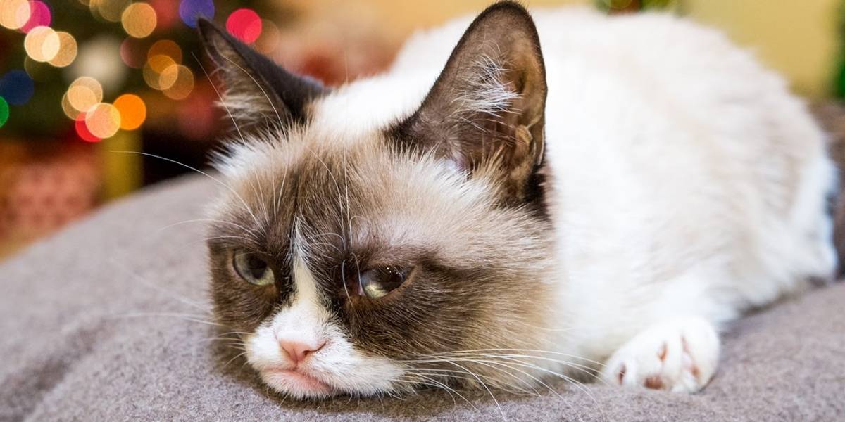 Se ha logrado secuenciar el genoma del gato doméstico