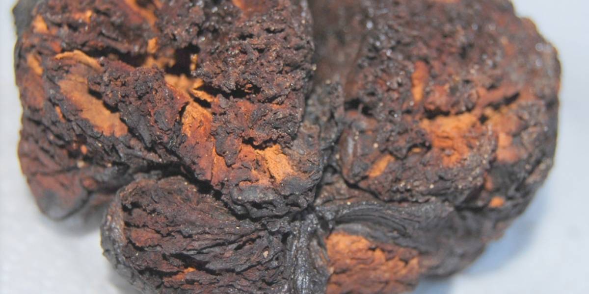 Descubren cerebro humano de 4 mil años hervido dentro de su propio cráneo