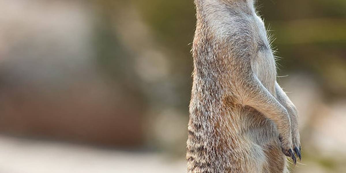 Liberado Ubuntu 10.10 "Maverick Meerkat"