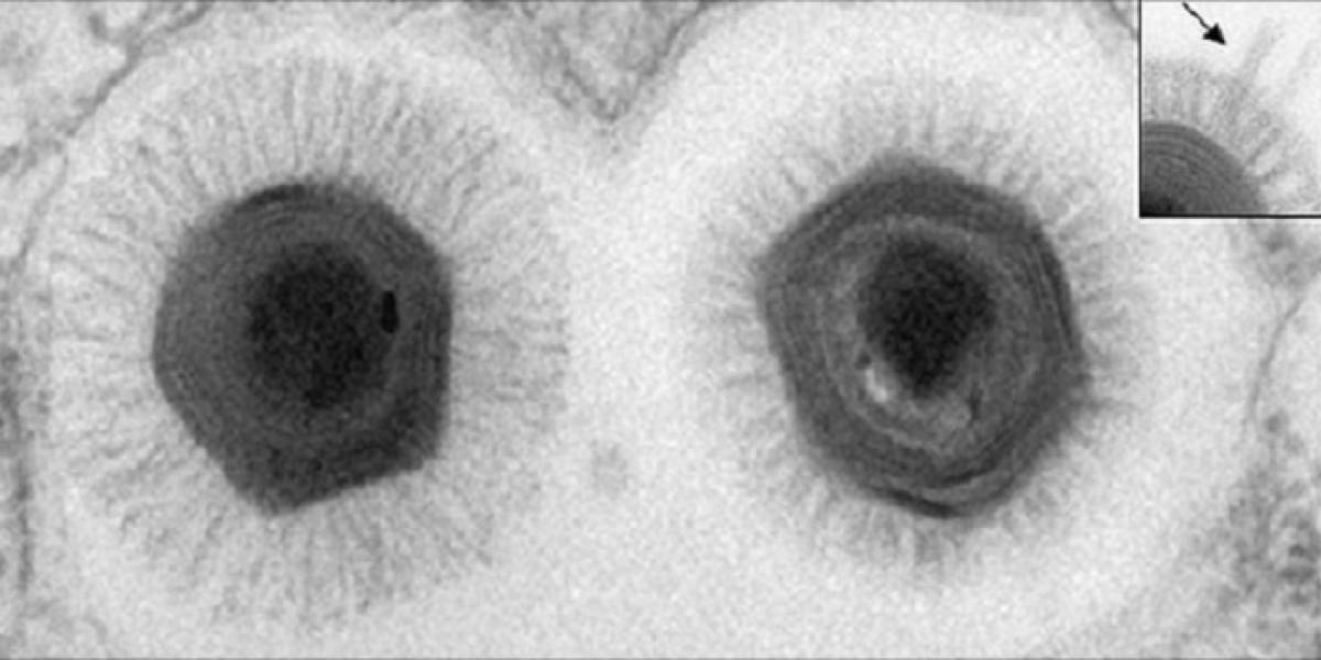 El nuevo virus más grande del mundo se aloja en el mar chileno