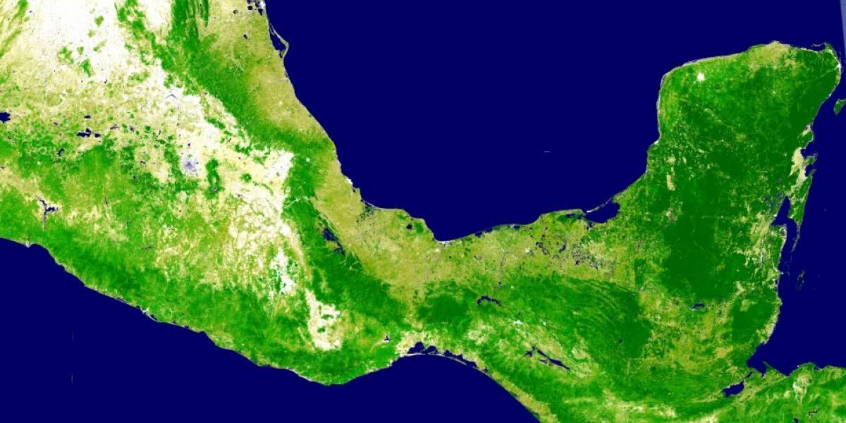 Google Earth Engine ayudará a la conservación de los bosques