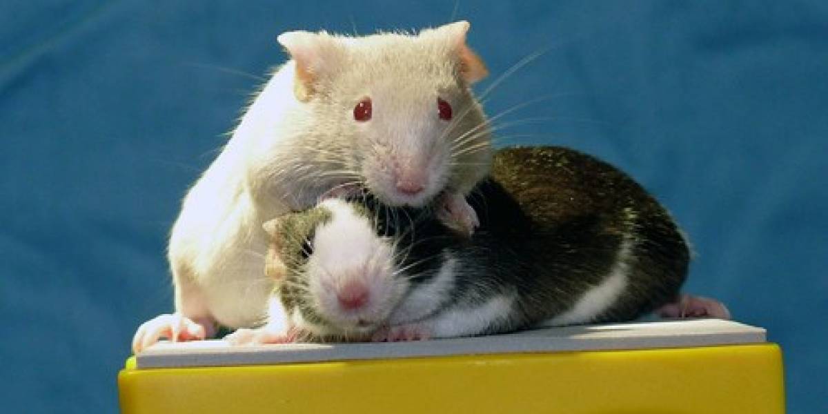 Ratones infértiles deben volver a los anticonceptivos tras tratamiento con células madre