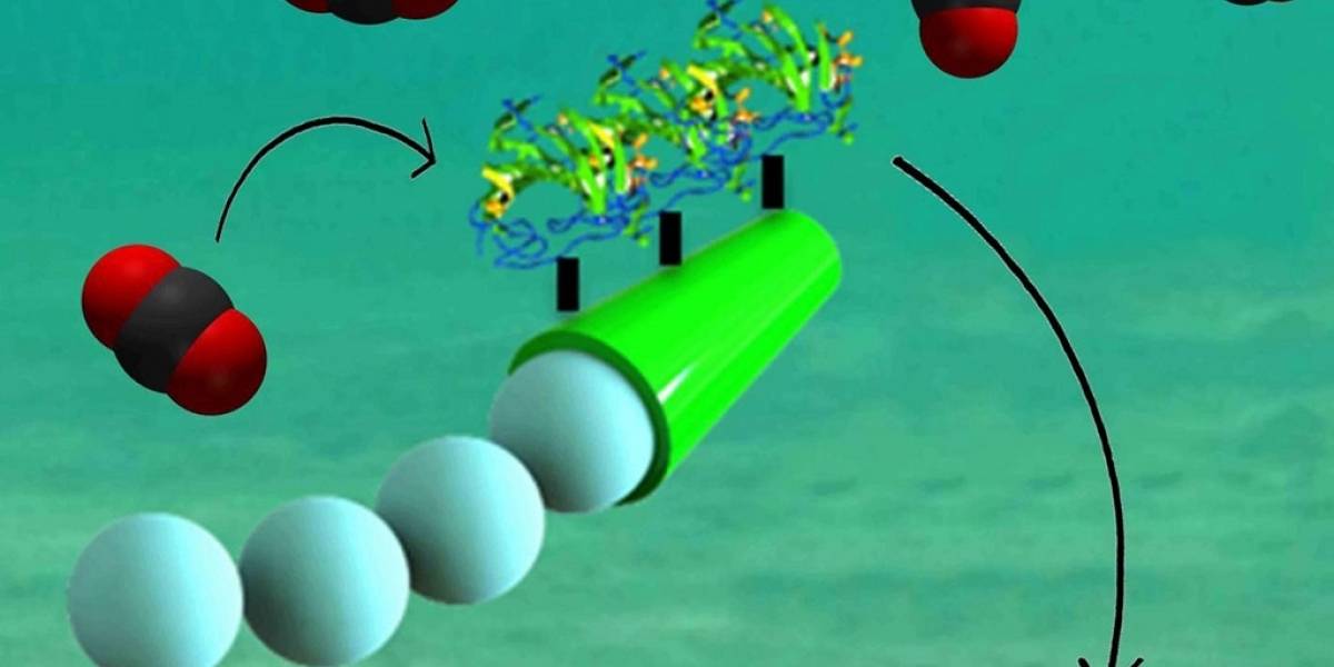 Micro motores impulsados por enzimas son capaces de descontaminar el mar