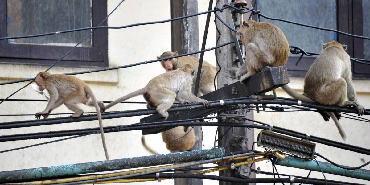 Monos se comen cables de fibra óptica en India
