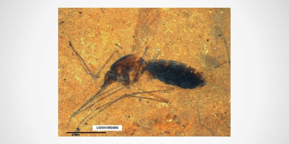 Descubren mosquito de 46 millones de años lleno de sangre
