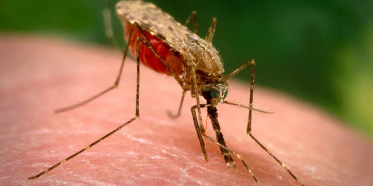 El secreto de la atracción entre las personas y los mosquitos