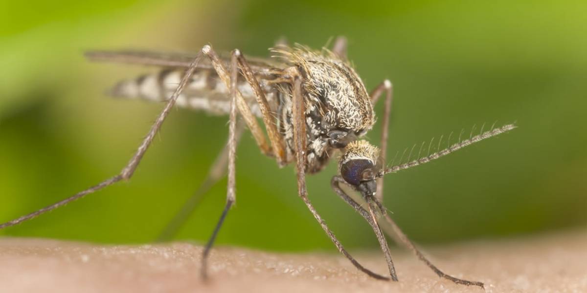 El virus del Zika puede provocar síndrome de Gillain-Barré
