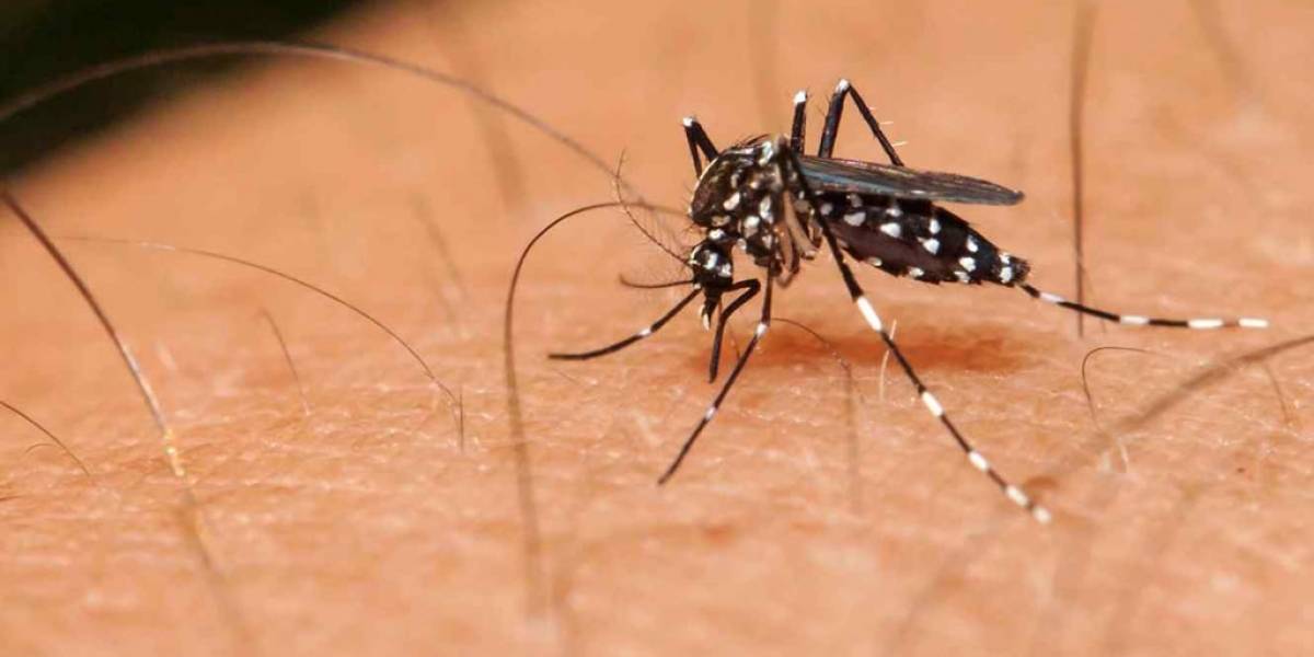 Google se une a UNICEF para identificar y prevenir brotes de Zika