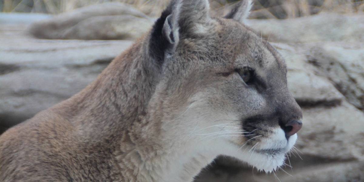 Ya está disponible el tercer preview de Mac OS X Mountain Lion