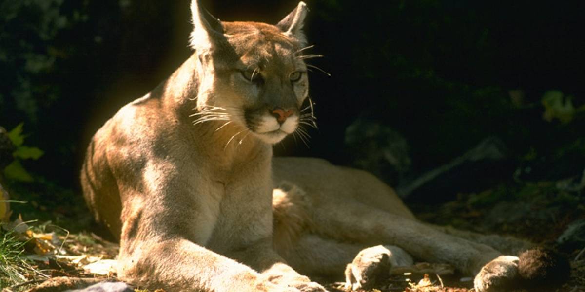Un 3.2% de los usuarios de Mac actualizaron a Mountain Lion en los primeros dos días