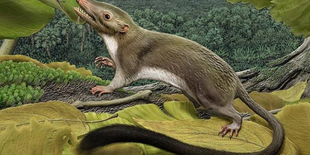Así fue el primer mamífero con placenta de la historia