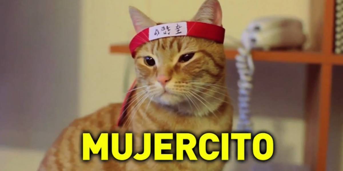 Chile: Gatos conspiran contra Internet, campaña busca defenderla (Video)