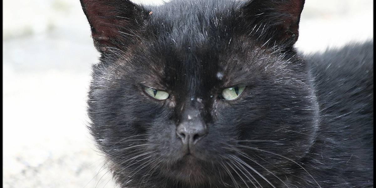 Los 9 gatos más importantes de la ciencia