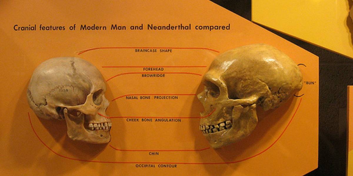 Cerebros de los humanos y neandertales recién nacidos eran similares