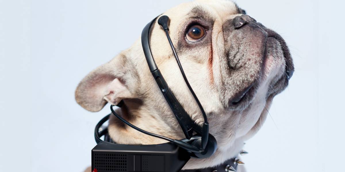 Este cintillo busca leer el pensamiento de los perros