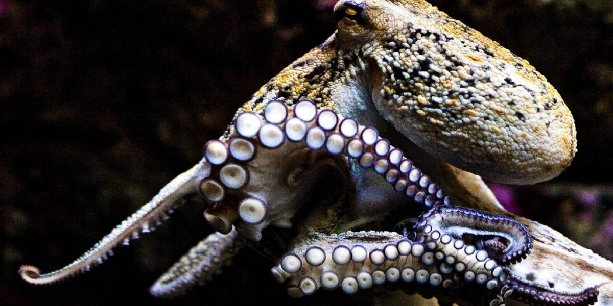 Científicos crean material inspirado en camuflaje de pulpos